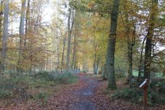 Wald