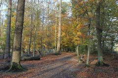 Wald