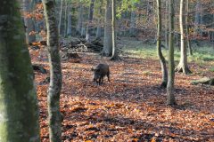 Wald