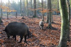 Wald