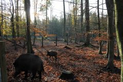 Wald