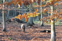 Wald