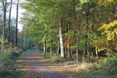 Wald