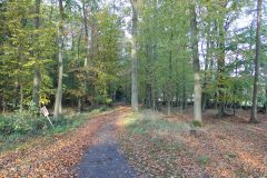 Wald