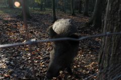 Wald