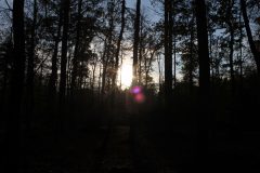 Wald