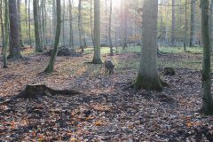 Wald