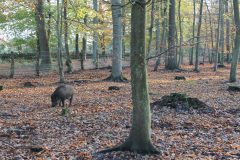 Wald