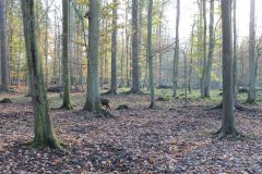 Wald