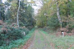 Wald