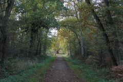 Wald
